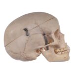 Real Human Child Skull
