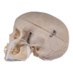 Real Human Child Skull