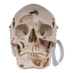 Real Human Skull – Dissected