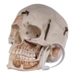 Real Human Skull – Dissected