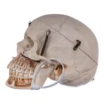 Real Human Skull – Dissected