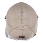 Real Human Skull – Dissected