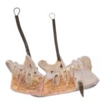 Real Human Skull – Dissected