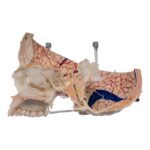 Real Human Skull – Dissected