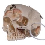 Real Human Skull – Dissected