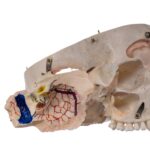 Real Human Skull – Dissected