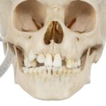 Real Human Child Skull – 298 g