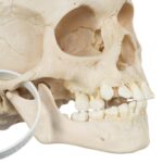 Real Human Child Skull – 298 g