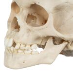 Real Human Child Skull – 298 g