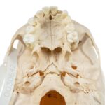 Real Human Child Skull – 298 g