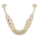 Real Human Child Skull – 298 g
