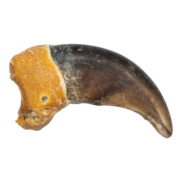 Real Grizzly Bear Back Claw – 1 g