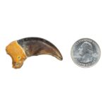 Real Grizzly Bear Back Claw – 1 g