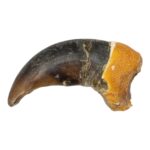 Real Grizzly Bear Back Claw – 1 g