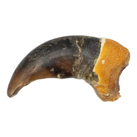Real Grizzly Bear Back Claw - 1 g