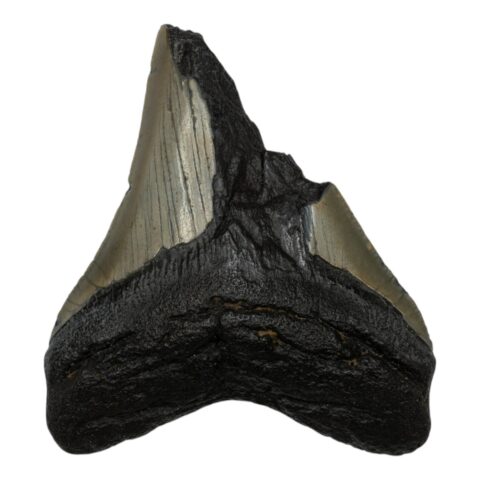 Real Megalodon Tooth - Half - 2.6103 oz