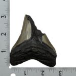 Real Megalodon Tooth – Half – 2.6103 oz