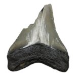Real Megalodon Tooth – Half – 2.6103 oz