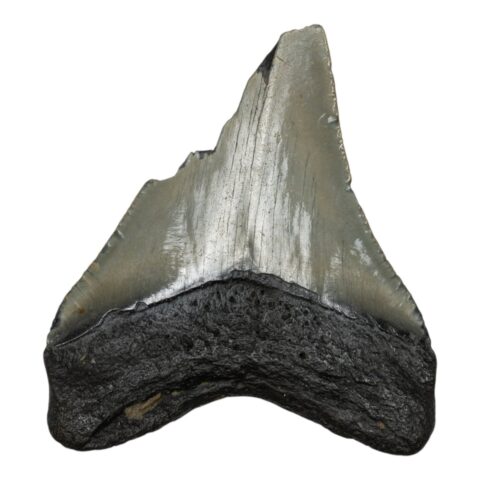 Real Megalodon Tooth - Half - 2.6103 oz