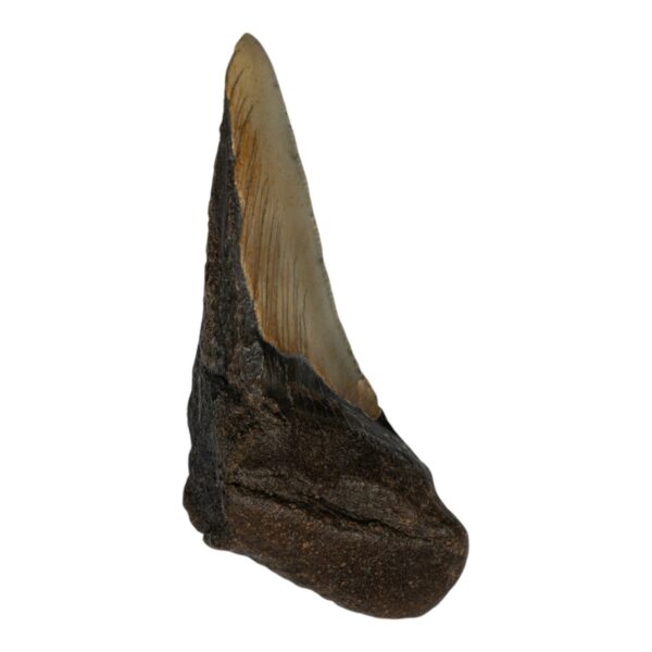 Real Megalodon Tooth – Half – 2.6808 oz