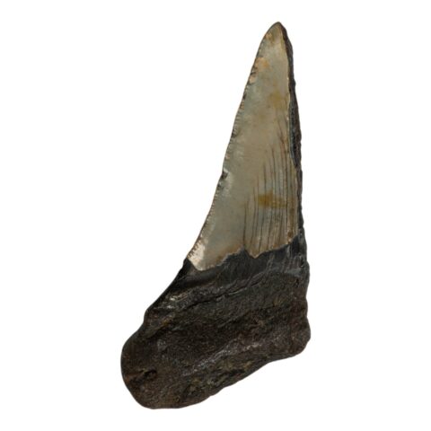 Real Megalodon Tooth - Half - 2.6808 oz