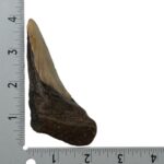 Real Megalodon Tooth – Half – 2.6808 oz