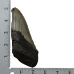 Real Megalodon Tooth – Half – 5.926 oz