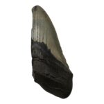 Real Megalodon Tooth – Half – 5.926 oz