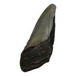 Real Megalodon Tooth – Half – 5.926 oz