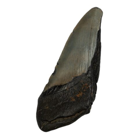 Real Megalodon Tooth - Half - 5.926 oz