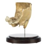 Real Human Partial Skull on Stand – 220 g