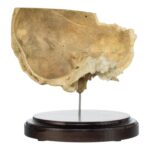 Real Human Partial Skull on Stand – 220 g