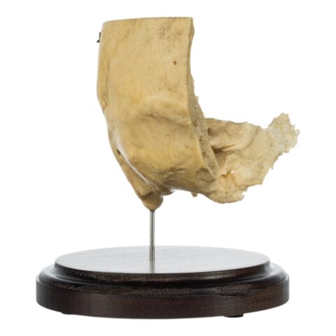 Real Human Partial Skull on Stand - 220 g