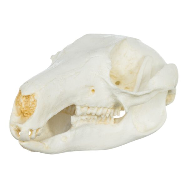 Replica Brush-tailed Rock-wallaby Skull