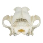 Replica Gray Wolf Skull (Teaching Quality)