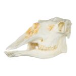 Replica American Moose Skull – Female