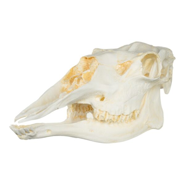 Replica American Moose Skull – Female