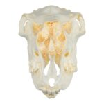 Replica American Moose Skull – Female
