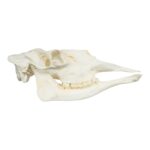 Replica American Moose Skull – Female