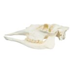 Replica American Moose Skull – Female