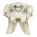 Replica American Moose Skull – Female