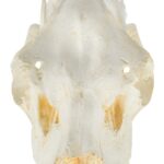 Replica American Moose Skull – Female