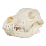 Real Gray Wolf Skull – Adolescent