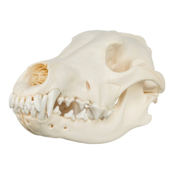 Real Gray Wolf Skull – Adolescent