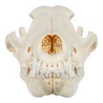 Real Gray Wolf Skull – Adolescent