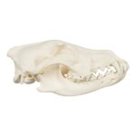 Real Gray Wolf Skull – Adolescent