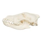 Real Gray Wolf Skull – Adolescent