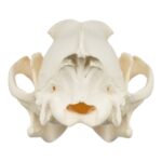 Real Gray Wolf Skull – Adolescent