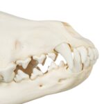 Real Gray Wolf Skull – Adolescent