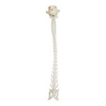 Real Domestic Cat Articulated Spine and Skull – Flexible Model